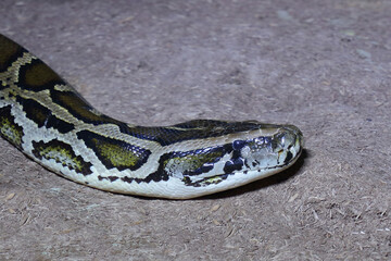 Dunkler Tigerpython / Burmese python / Python molurus bivittatus