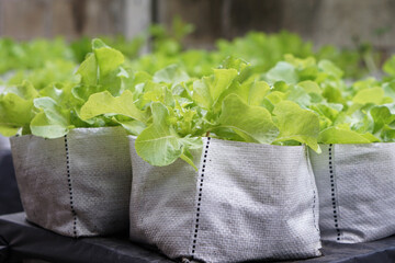 Organic green salad vegetables were grown in white sacks. Concept, organic gardening.  Growing...