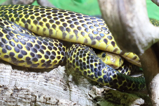 Samar-Kobra / Samar cobra / Naja samarensis