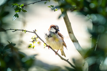 A bird on a branch