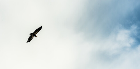 Endangered Californa Condor Soars Across Cloudy Sky Towards Blue