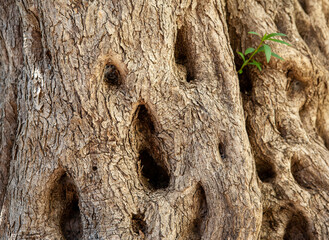 Light brown-gray olive tree bark background, close-up. Relief natural texture of olive bark for publication, screensaver, wallpaper, postcard, poster, banner, cover, website, post. High quality photo