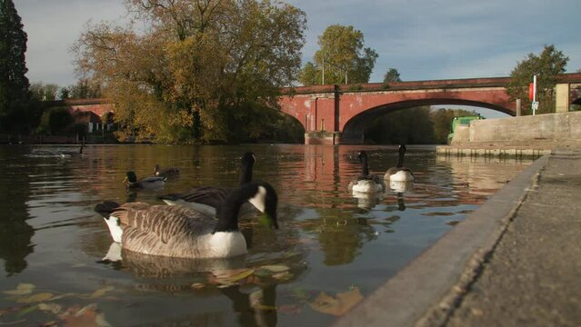 Canada Geese and ducks on The River Thames by Brunel&rsquo;s Railway Bridge Maidenhead, Berkshire, England, United Kingdom