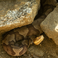 Grumpy Copperhead Hidden In Rock Pile