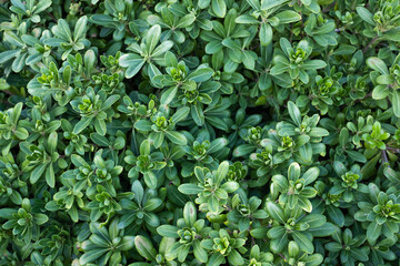 Background from Japanese pittosporum. Green Foliage of the Evergreen Karo Shrub for publication, design, poster, calendar, post, screensaver, wallpaper, cover. High quality photo