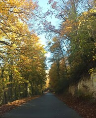 autumn in the forest