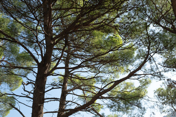Tops of pine trees on a sunny day. Pine landscape for publication, poster, calendar, post, screensaver, wallpaper, postcard, banner, cover. High quality photo