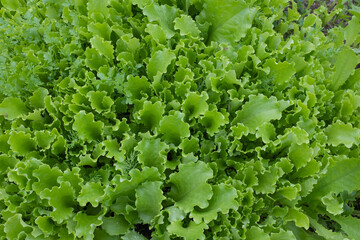 Salad leaves growing, top view. Background from lettuce leaves plant for publication, design, poster, calendar, post, screensaver, wallpaper, postcard, banner, cover, website. High quality photo