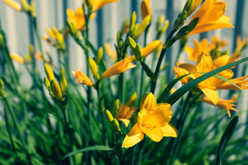 Blooming yellow lilies growing in the garden in the a sunny day for publication, poster, calendar,...