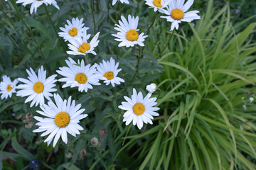 Fototapeta premium Background from blooming daisy flowers. Chamomiles with white petals for poster, calendar, post, screensaver, wallpaper, postcard, banner, cover, website. High quality photo