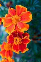 Orange marigold flowers, top view. Tagetes bush, close-up. Background from bright french marigolds for publication, poster, calendar, post, screensaver, wallpaper, cover, website. High quality photo