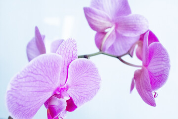 A blooming pink orchid of genus phalaenopsis on light blue background for a poster, calendar, post,...