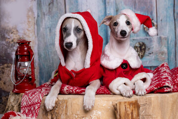 Two whippets dressed in Santa Claus costumes