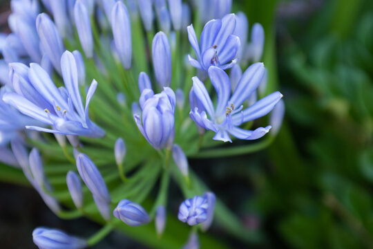 Blue african Lily of The Nile blooming, close-up. Agapanthus Africanus Charlotte for publication, poster, calendar, post, screensaver, wallpaper, cover. Gardening concept. High quality photo