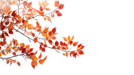 Autumnal Elegance: Tree Branch with Fall Foliage on Transparent Background