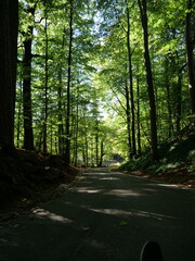 morning in the forest