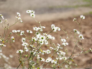 flowers in the field