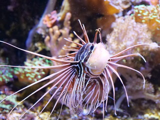 lionfish in aquarium