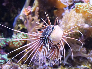 lionfish in aquarium