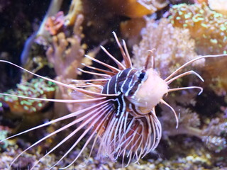 fish in aquarium