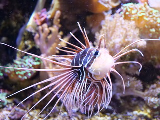 lionfish in aquarium