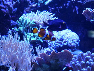 Fototapeta na wymiar fish in the coral