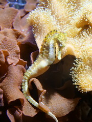 octopus on a coral