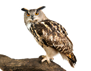 Naklejka premium Owl isolated on white background, cutout