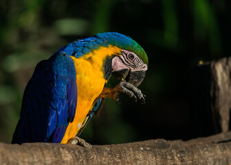 Blue and Yellow MAcaw