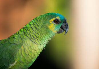 Turquoise-fronted Parrot