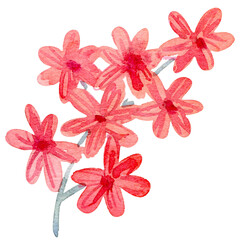 Watercolor illuustration of flower sketch