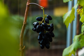 Close-up of grapes hanging on a branch. Hanging grapes. Grape farming. Wine farm. Grapes with Selective Focus on subject hanging from branch.