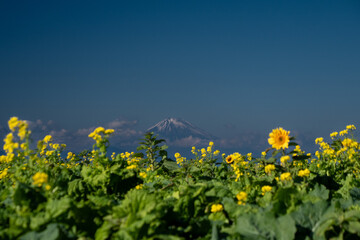 冬晴れの富士山