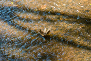 A famosa folha de bordô, que tem uma característica peculiar no outono