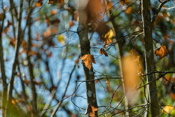 A famosa folha de bordô, que tem uma característica peculiar no outono