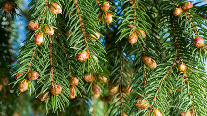 Christmas tree branches with pine cones for background