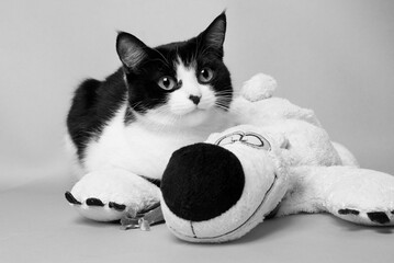 black and white cat with a teddy bear studio photo monochrome image
