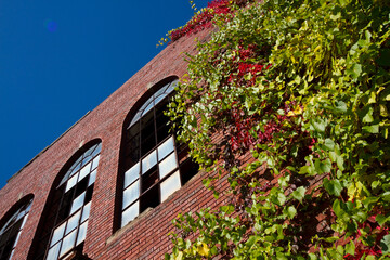 Autumn Ivy Creeping on Abandoned Brick Building Against Clear Blue Sky