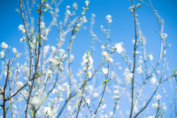 青空に映える白い梅