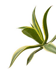Agave plant isolated on white background.This has clipping path.