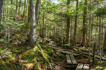 Fototapeta premium 白駒池で見た苔むした森の中の遊歩道の情景