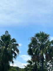 Fototapeta na wymiar palm trees on a day