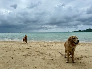 底地ビーチ／石垣島／ゴールデンレトニエル
