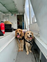 マリンショップtaitai／ゴールデンレトニエル／石垣島