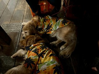 鰓呼吸／ゴールデンレトニエル