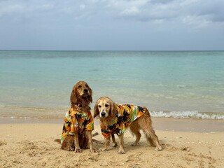 平久保ビーチ／石垣島／ゴールデンレトニエル