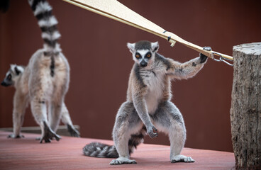 Cheeky Lemur © CityScapePhotography