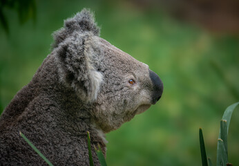Focussed Koala