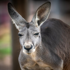 Shifty Grey Kangaroo