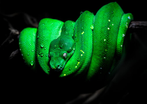 Green Tree Python
